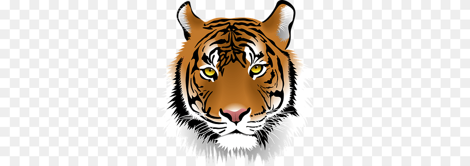 Tiger Animal, Mammal, Wildlife, Baby Free Transparent Png