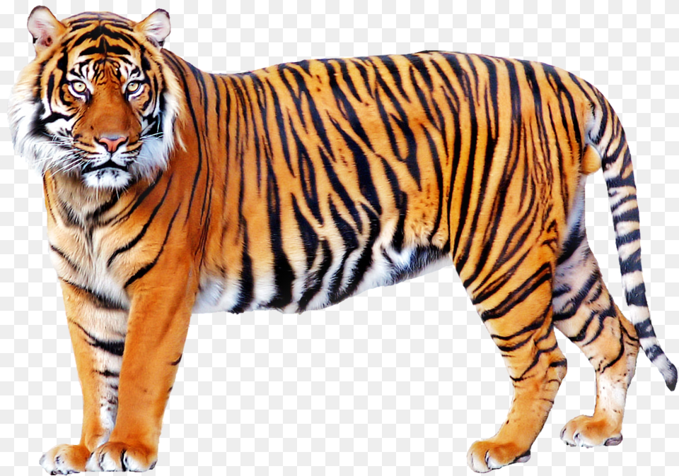 Tiger, Animal, Mammal, Wildlife Png