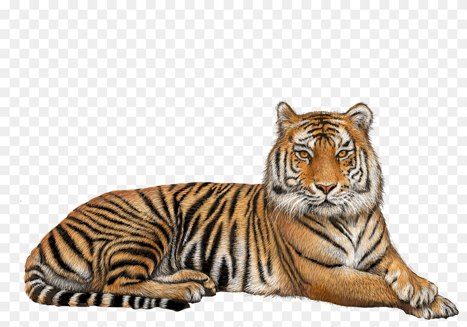 Tiger Free Png