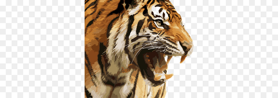 Tiger Animal, Mammal, Wildlife, Zebra Free Transparent Png