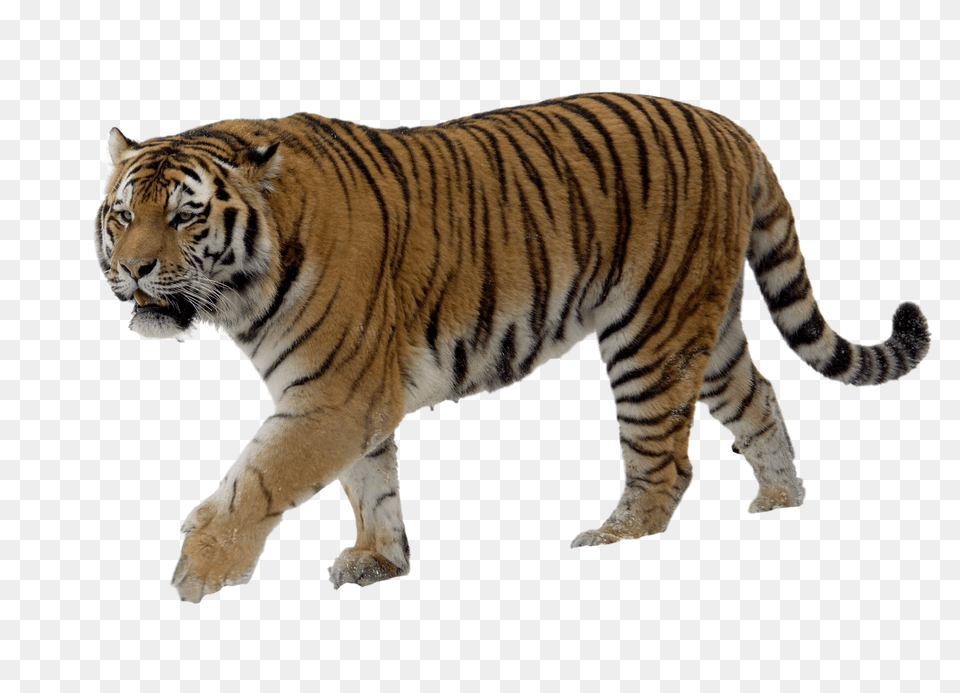 Tiger, Animal, Mammal, Wildlife Free Png