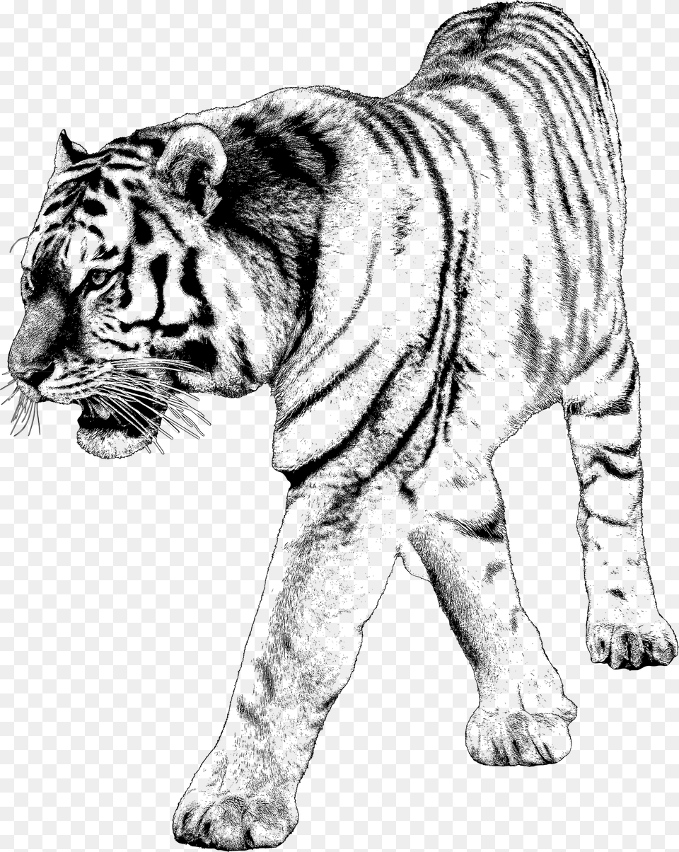 Tiger 2 Library Download Backgrounds With Tiger, Gray Png Image