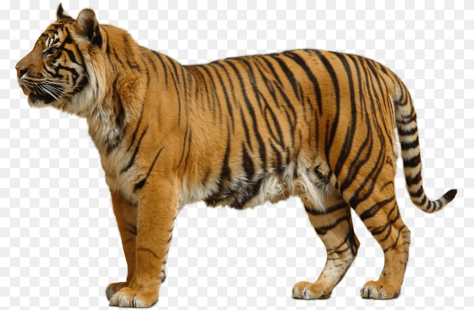 Tiger 2 Image Tiger, Animal, Mammal, Wildlife Free Png Download