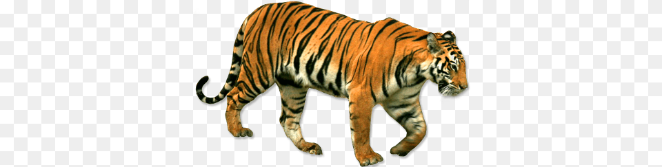 Tiger, Animal, Mammal, Wildlife Png