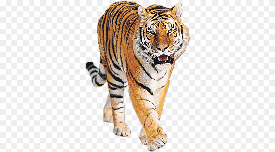 Tiger, Animal, Mammal, Wildlife Png Image