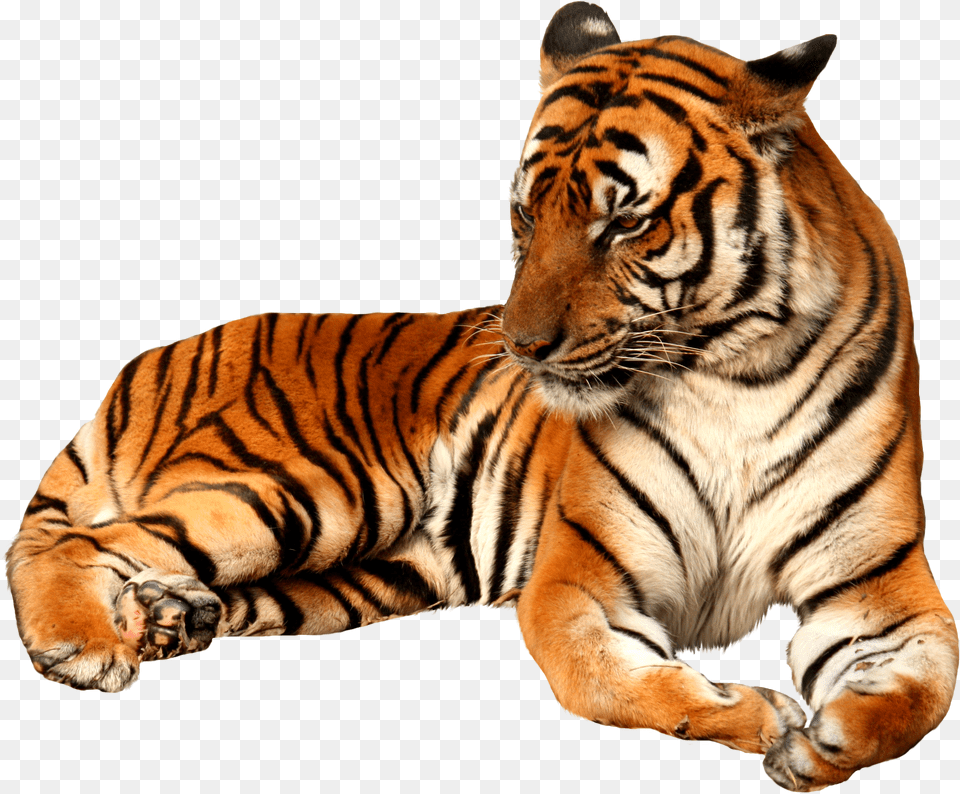 Tiger Free Transparent Png