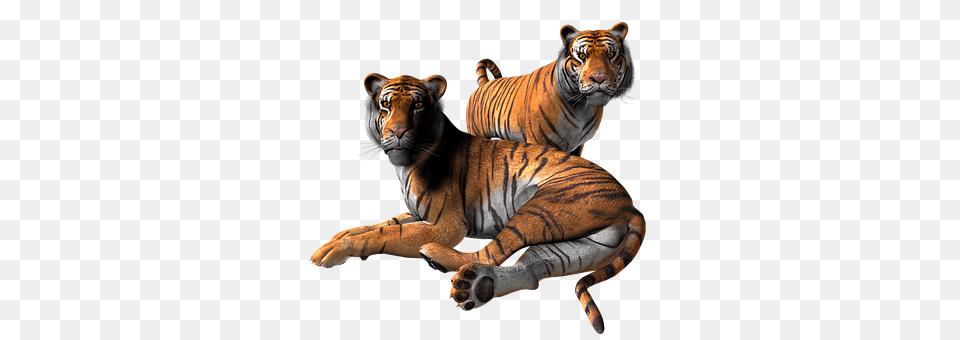 Tiger Animal, Mammal, Wildlife Free Transparent Png