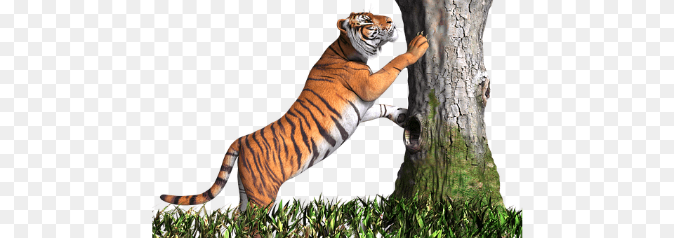 Tiger Animal, Mammal, Wildlife Free Png Download