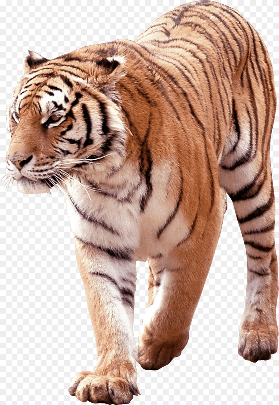 Tiger, Plant, Potted Plant, Tree, Green Png
