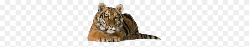 Tiger, Animal, Mammal, Wildlife Free Png Download