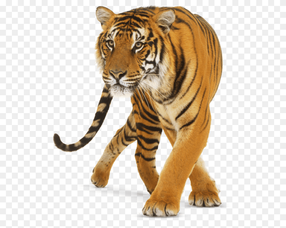 Tiger, Animal, Mammal, Wildlife Free Png