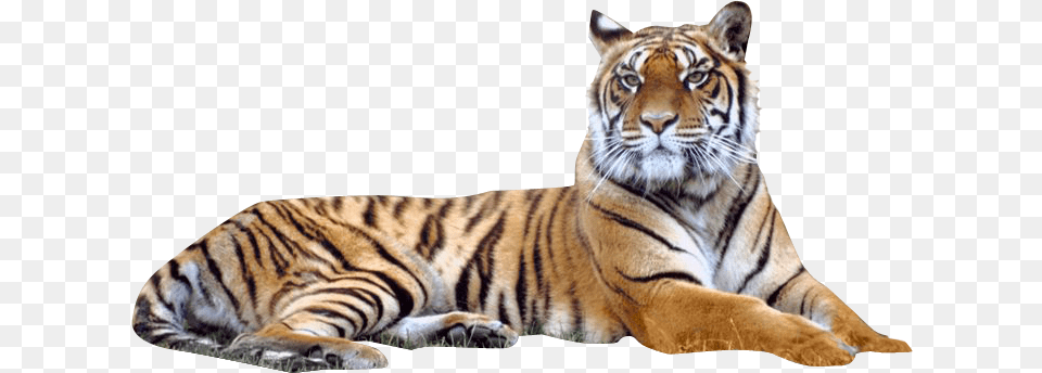 Tiger, Animal, Mammal, Wildlife Free Png Download