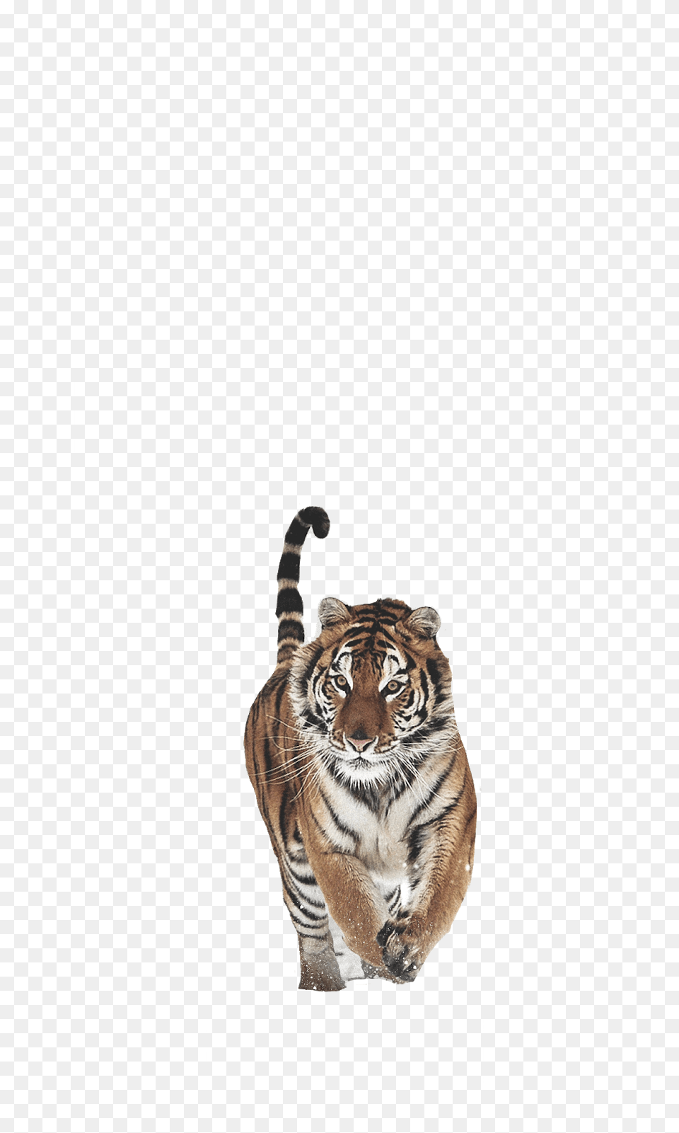 Tiger, Animal, Mammal, Wildlife Png Image