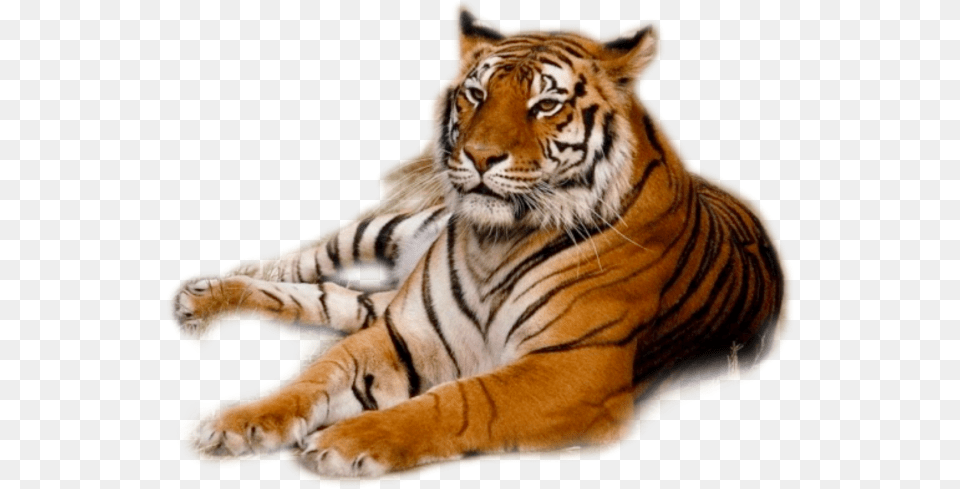 Tiger, Animal, Mammal, Wildlife Free Transparent Png