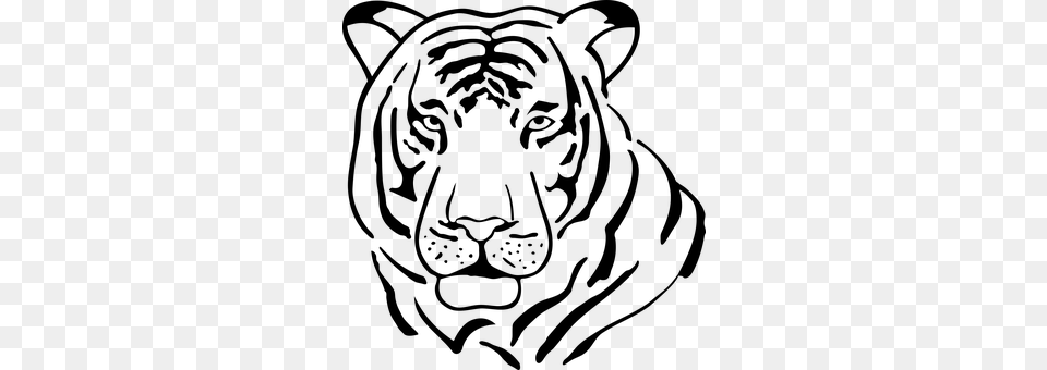 Tiger Gray Free Transparent Png