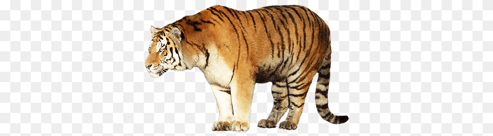 Tiger, Animal, Mammal, Wildlife Free Transparent Png