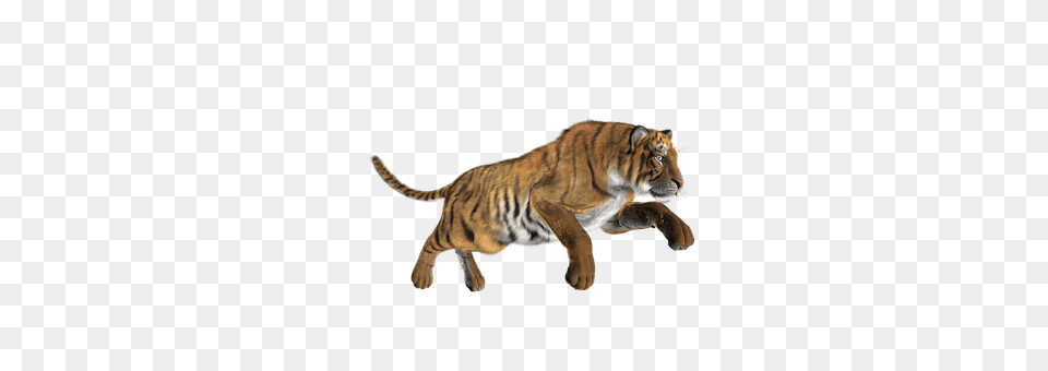 Tiger Animal, Mammal, Wildlife Free Png