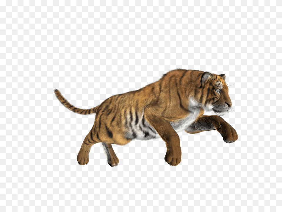 Tiger Animal, Mammal, Wildlife Free Transparent Png