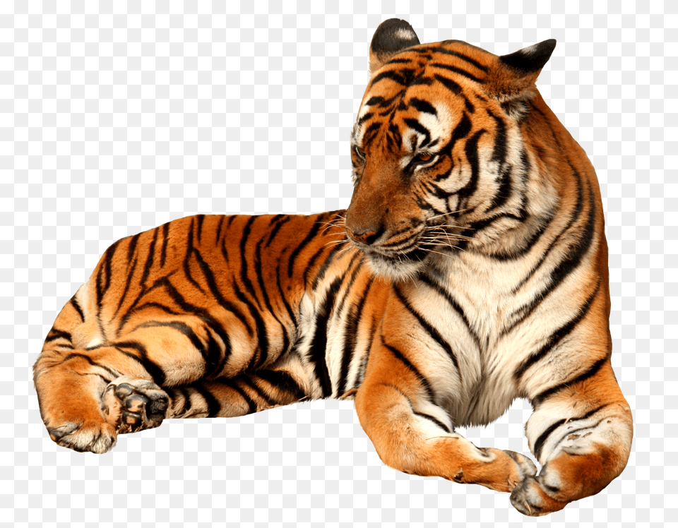 Tiger, Logo, Symbol Free Png Download