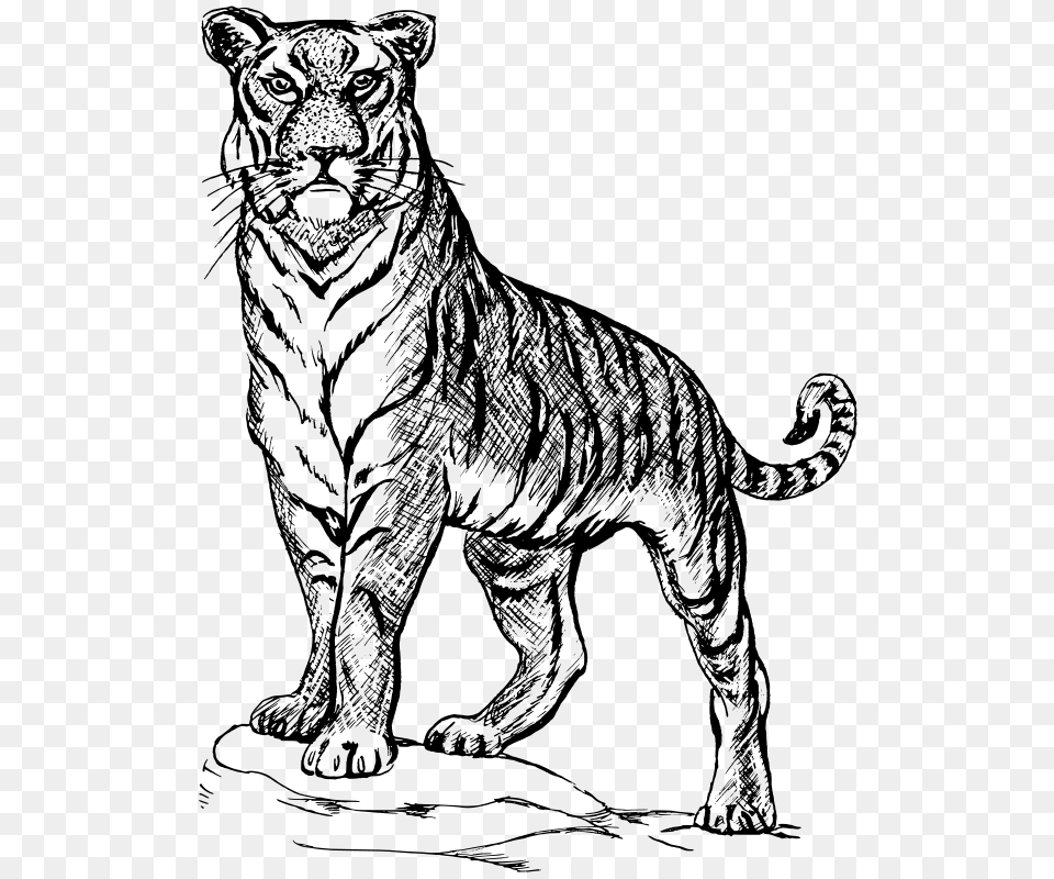 Tiger, Gray Free Png