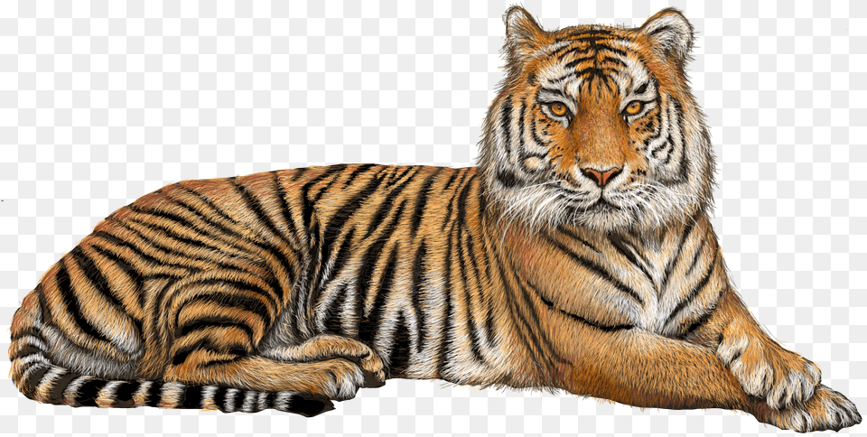 Tiger Png Image