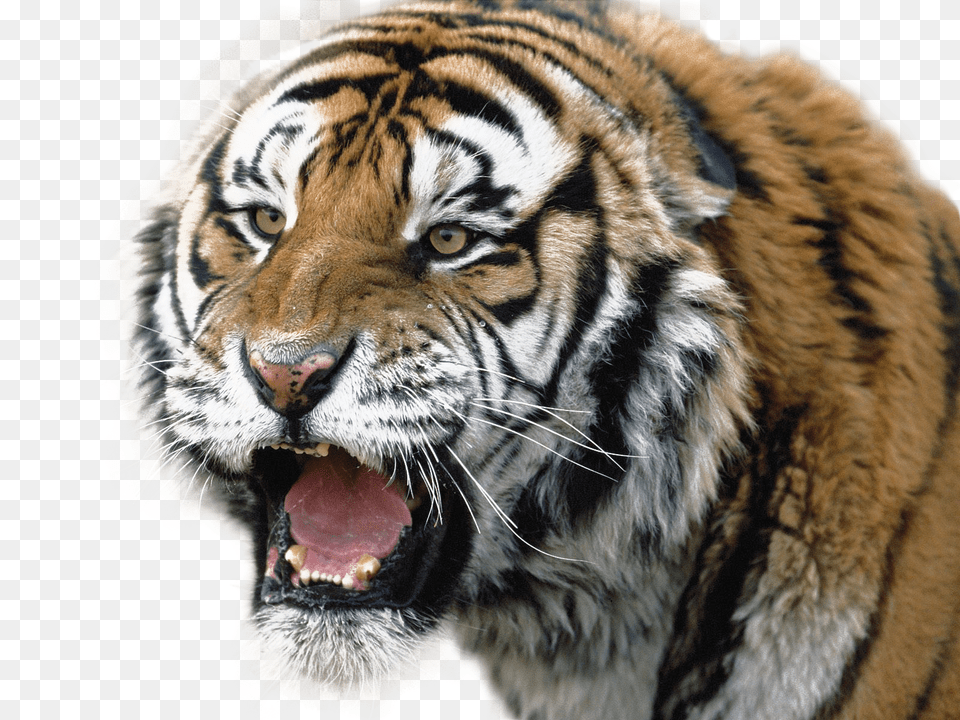 Tiger, Animal, Mammal, Wildlife Free Png