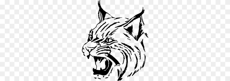 Tiger Gray Png