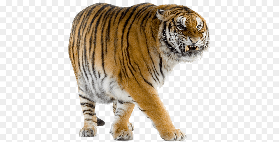 Tiger, Animal, Mammal, Wildlife Png