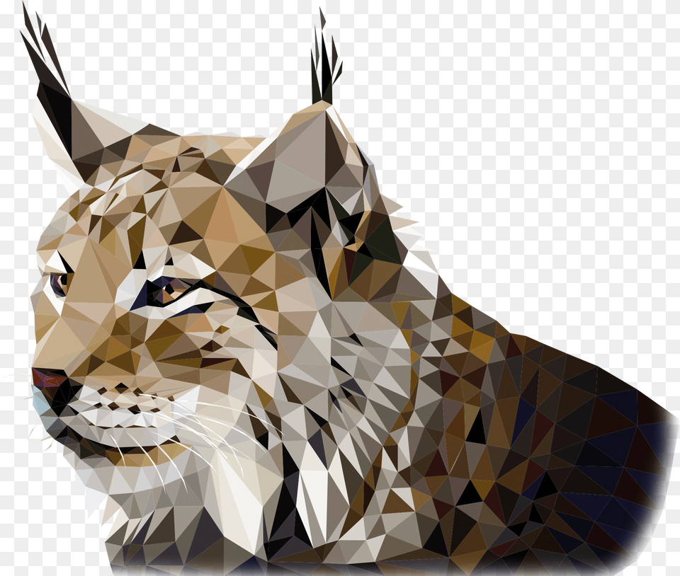 Tiger, Adult, Male, Man, Person Free Transparent Png