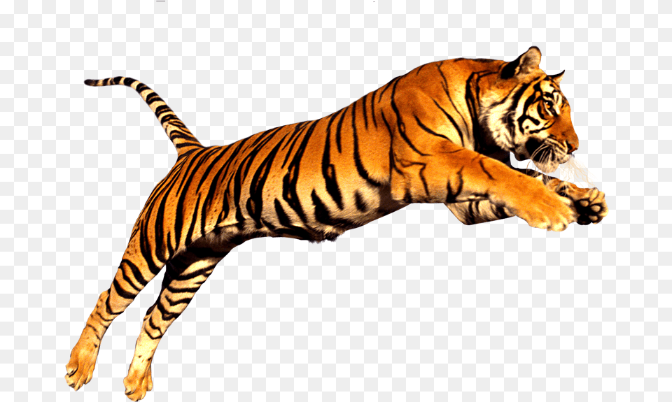 Tiger, Animal, Mammal, Wildlife Free Png