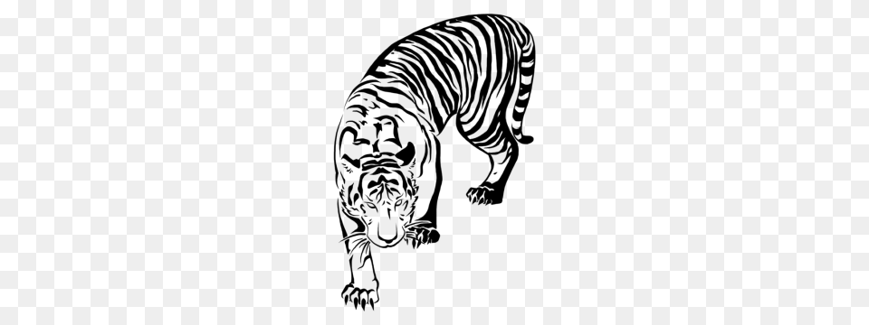 Tiger, Gray Png Image