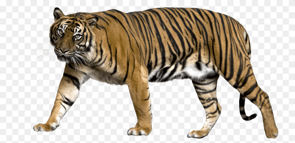 Tiger, Animal, Mammal, Wildlife Png Image