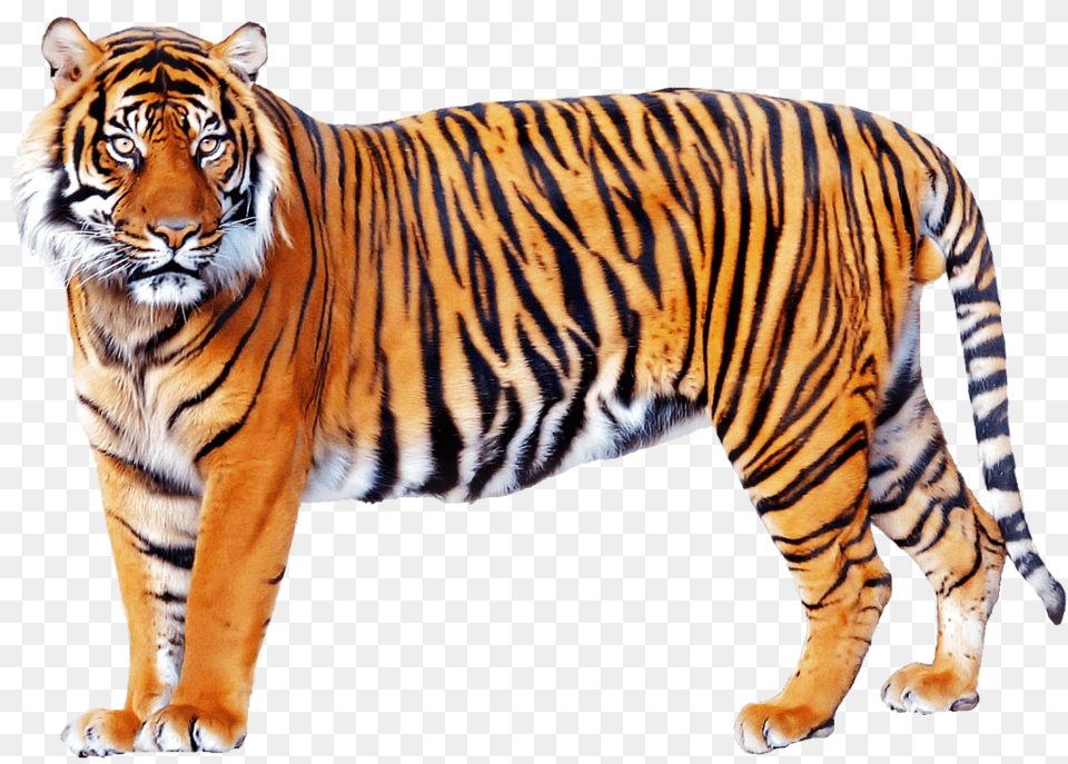 Tiger, Animal, Mammal, Wildlife Free Transparent Png