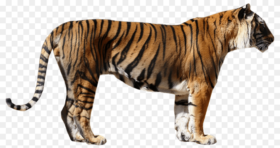 Tiger, Animal, Mammal, Wildlife Free Png Download