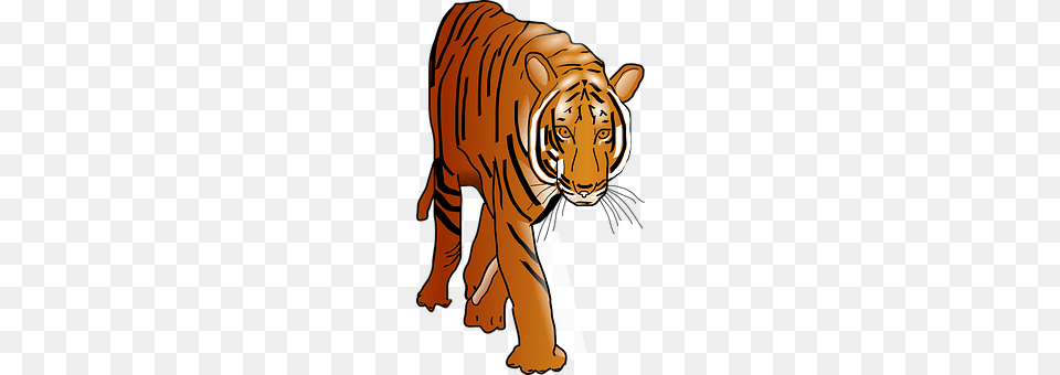Tiger Animal, Mammal, Wildlife, Adult Free Transparent Png