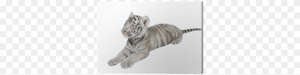 Tiger, Animal, Mammal, Wildlife, Cat Free Transparent Png