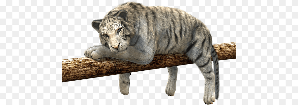 Tiger Animal, Wildlife, Mammal, Lion Png