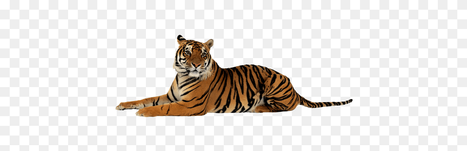 Tiger, Animal, Mammal, Wildlife Free Png Download