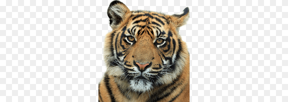 Tiger Animal, Mammal, Wildlife Free Png Download