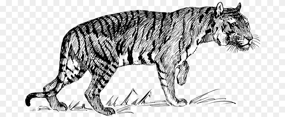 Tiger, Gray Png Image