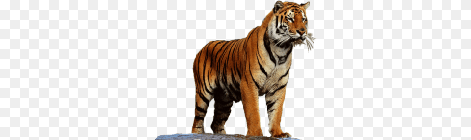 Tiger, Animal, Mammal, Wildlife Png