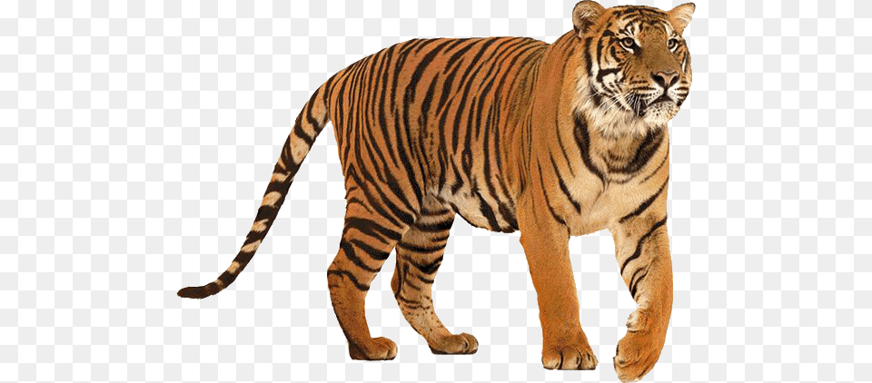 Tiger, Animal, Mammal, Wildlife Png Image