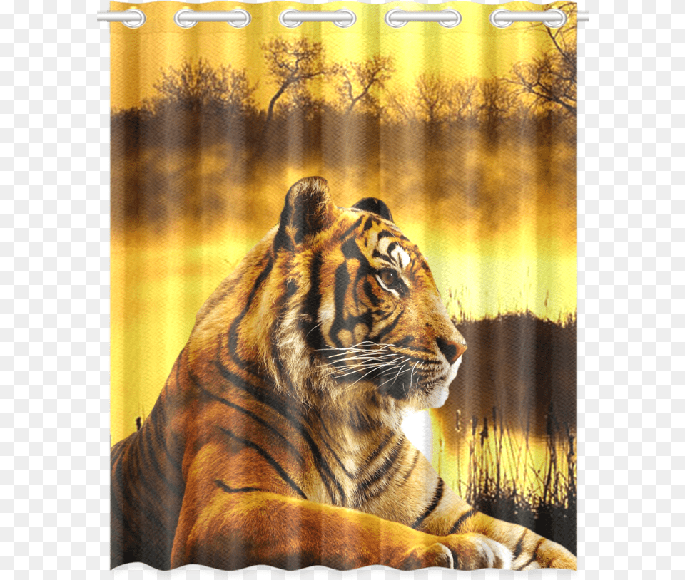 Tiger And Sunset New Window Curtain London Zoo, Animal, Mammal, Wildlife Png Image