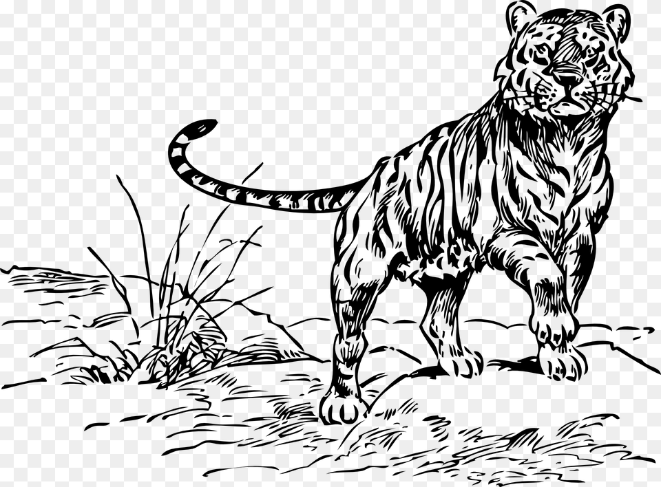 Tiger Animal Baby Small Mammal Black And White Tiger Coloring Pages, Gray Free Transparent Png