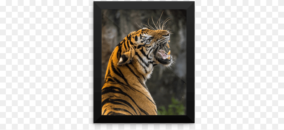 Tiger Attack, Animal, Mammal, Wildlife Free Png Download