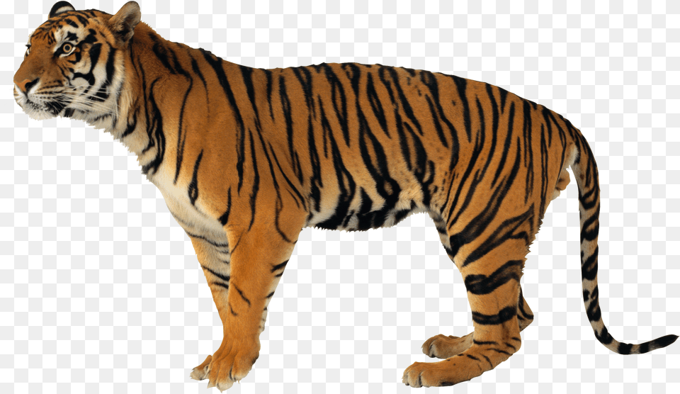 Tiger Background, Animal, Mammal, Wildlife Png
