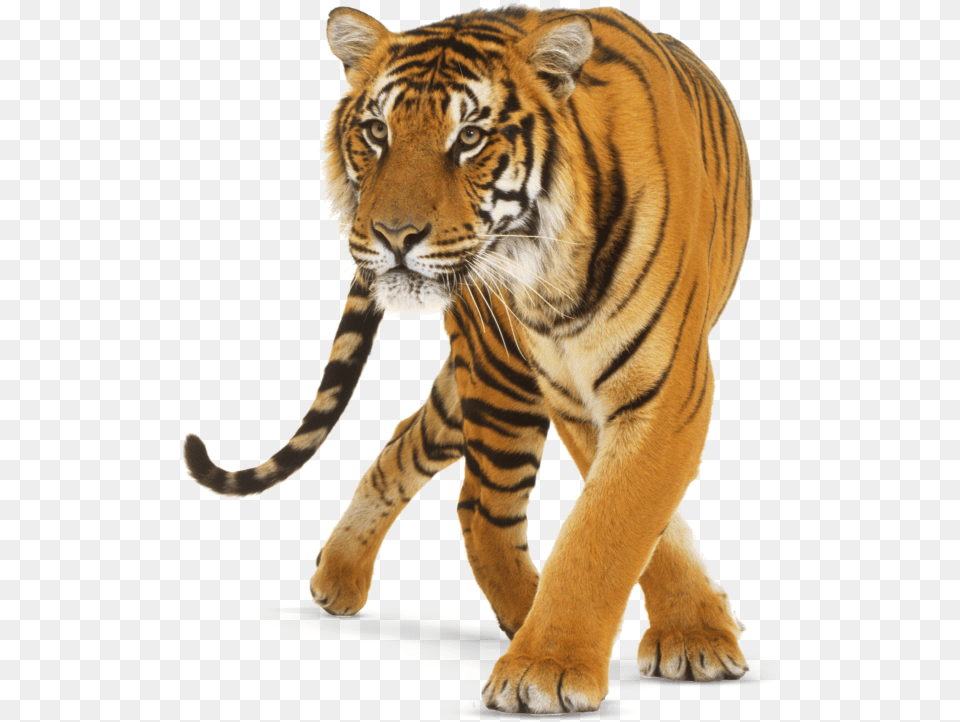 Tiger Background Hd, Animal, Mammal, Wildlife Free Png