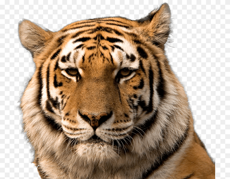 Tiger Background Tiger American, Animal, Mammal, Wildlife Free Png Download