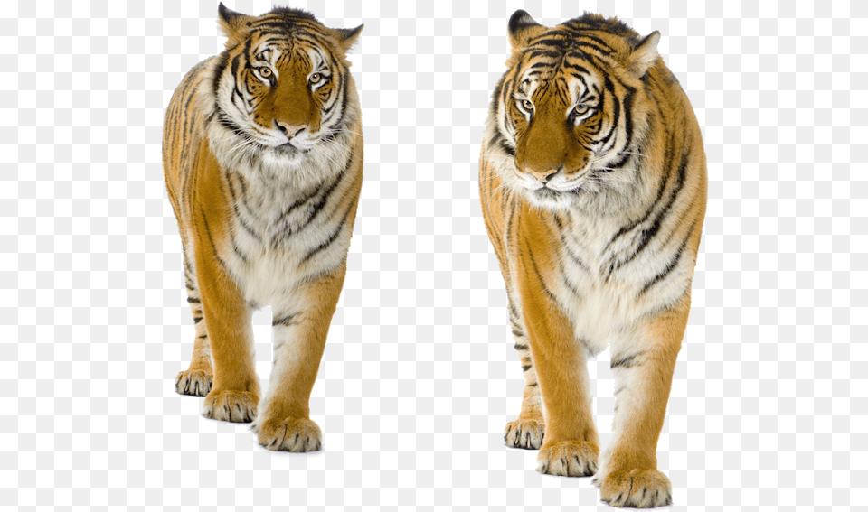 Tiger Background Tiger Images Tiger Cat Background Animals For Editing, Animal, Mammal, Wildlife Free Png