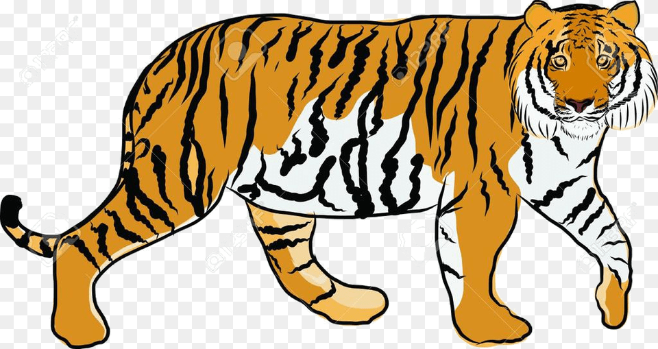 Tiger Cartoon Clipart Niml Jungle Cliparts Hand Drawn Picture Of A Tiger, Animal, Mammal, Wildlife Free Transparent Png